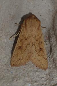 <i>Mythimna vitellina</i>