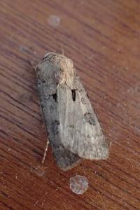 <i>Agrotis exclamationis exclamationis</i>