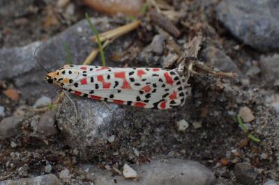 Utetheisa pulchella