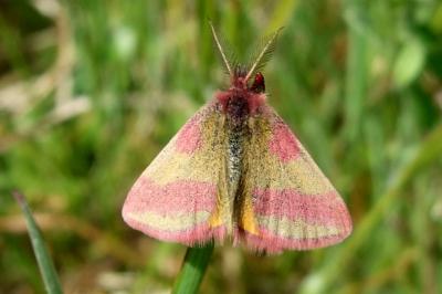 Lythria cruentaria