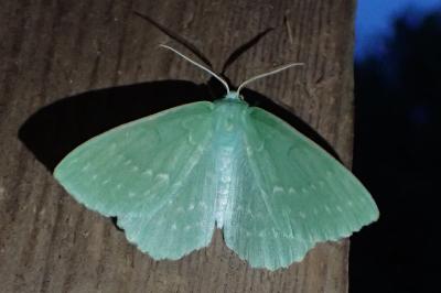 <i>Geometra papilionaria</i>