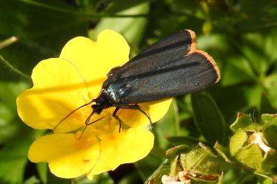 <i>Catastia marginea</i>