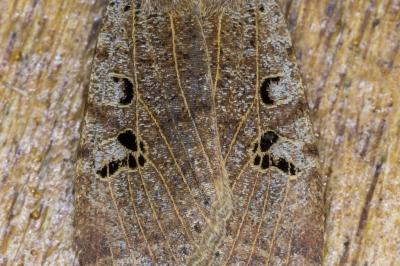 <i>Conistra rubiginosa</i>