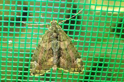 <i>Chloroclysta siterata</i>