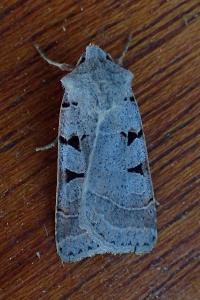 <i>Eugnorisma glareosa</i>