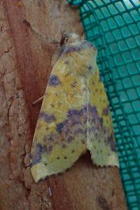 <i>Xanthia togata</i>
