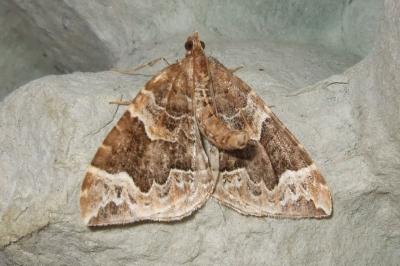 <i>Eulithis prunata</i>