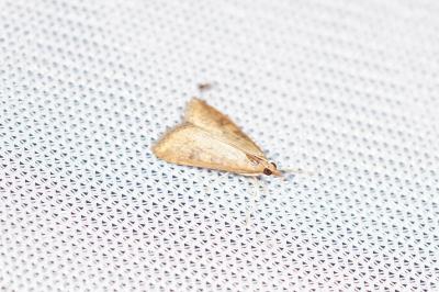 <i>Udea ferrugalis</i>