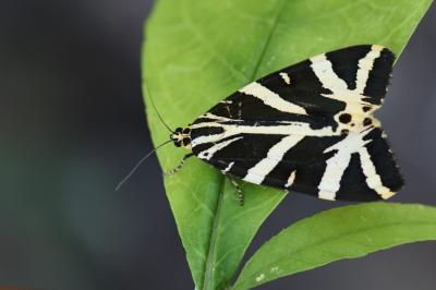 Euplagia quadripunctaria