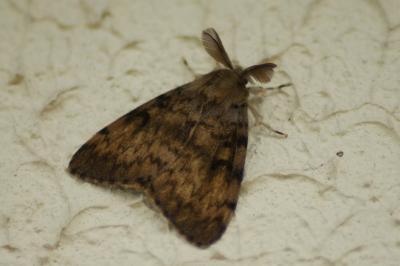 <i>Lymantria dispar</i>