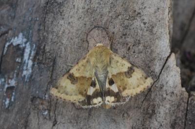 <i>Heliothis viriplaca</i>