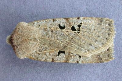 <i>Conistra rubiginosa</i>