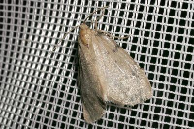 <i>Paidia rica</i>