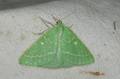 <i>Thetidia smaragdaria</i>