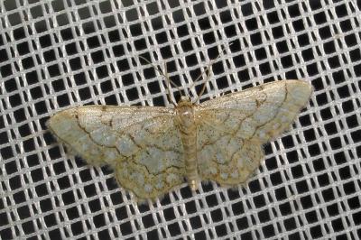<i>Idaea moniliata</i>