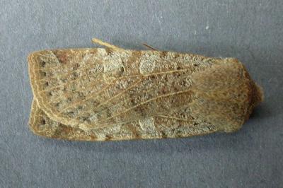 <i>Conistra rubiginosa</i>