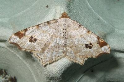 <i>Macaria notata</i>