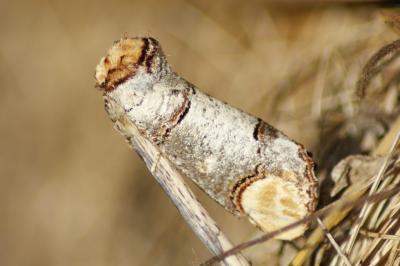 <i>Phalera bucephala</i>