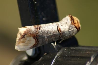 <i>Phalera bucephala</i>