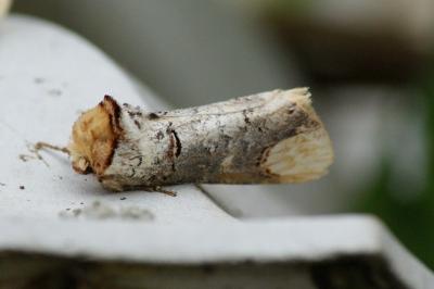<i>Phalera bucephala</i>