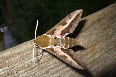 <i>Hyles euphorbiae</i>