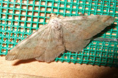 <i>Macaria liturata</i>