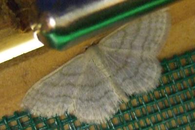 <i>Idaea subsericeata</i>