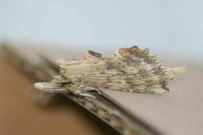 <i>Pterostoma palpina</i>