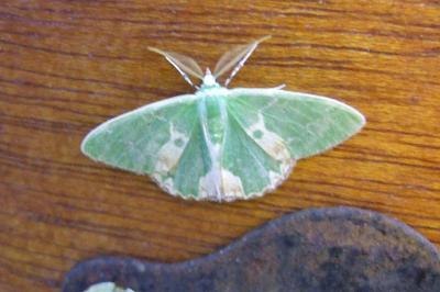 <i>Comibaena bajularia</i>