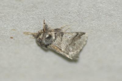 <i>Thaumetopoea processionea</i>