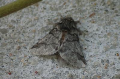 <i>Thaumetopoea processionea</i>