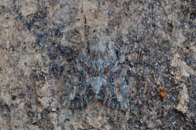 <i>Apamea anceps</i>