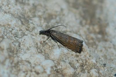 <i>Platytes cerussella</i>
