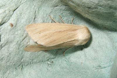 <i>Mythimna pallens</i>