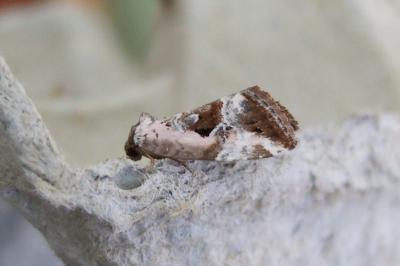 <i>Elaphria venustula</i>