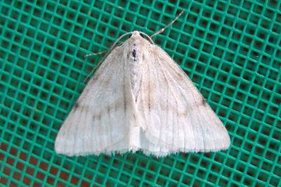 <i>Pseudoterpna pruinata</i>