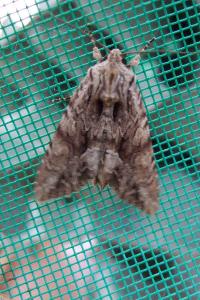 <i>Apamea monoglypha monoglypha</i>
