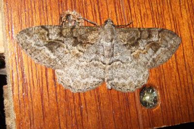 <i>Alcis repandata</i>