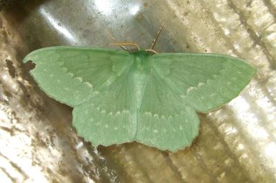 <i>Geometra papilionaria</i>