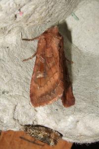 <i>Lacanobia splendens</i>