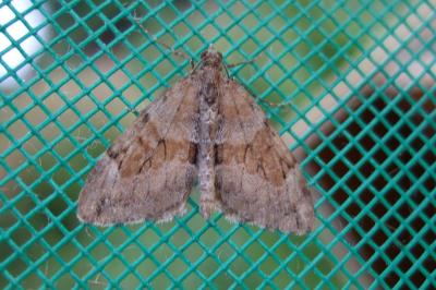 <i>Thera obeliscata</i>