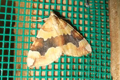 <i>Cidaria fulvata</i>