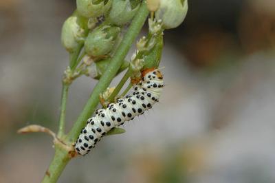 Enterpia laudeti