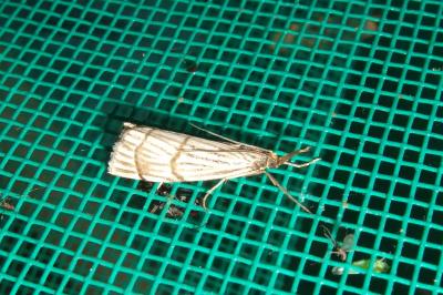 <i>Chrysocrambus linetella</i>