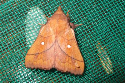 <i>Odonestis pruni</i>