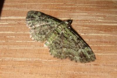 <i>Pasiphila rectangulata</i>