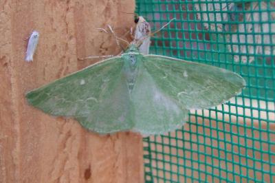 <i>Thetidia smaragdaria</i>