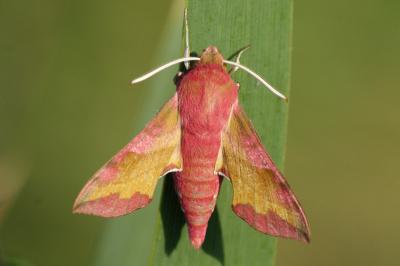 <i>Deilephila porcellus</i>