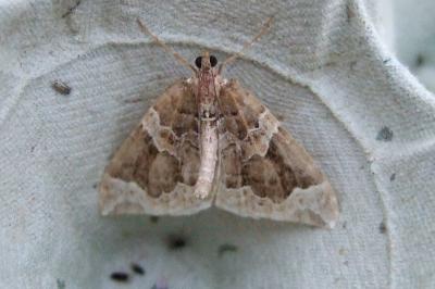 <i>Eulithis prunata</i>
