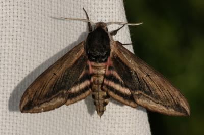 <i>Sphinx ligustri</i>